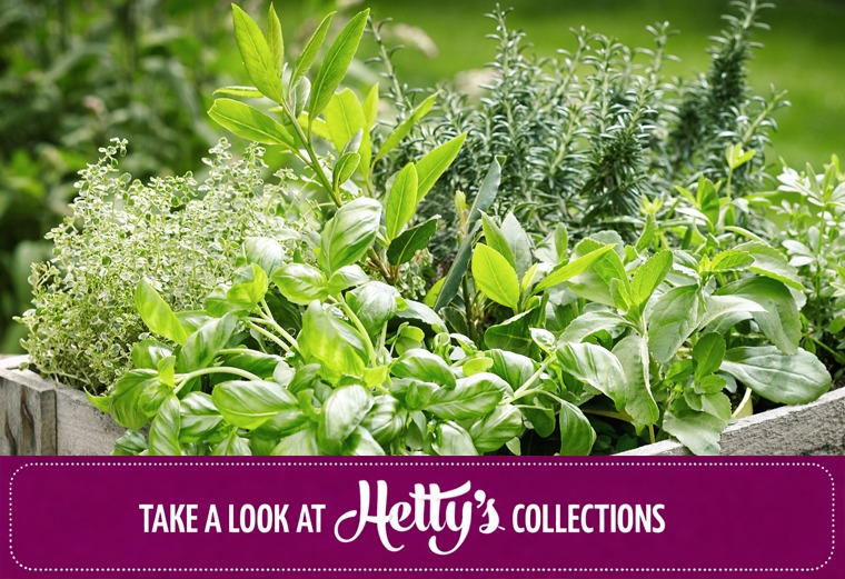 Hetty's Collections