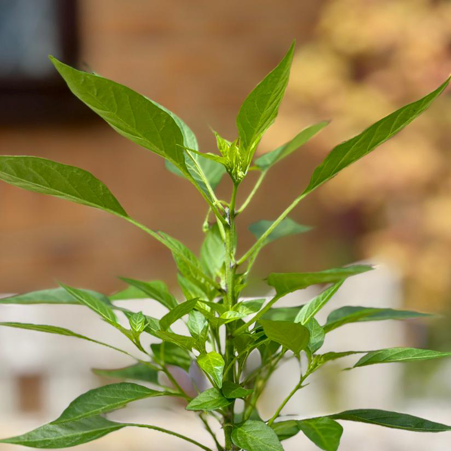 Chilli Pepper Apache Plant | Buy Fresh Herb Plants | Hetty's Herbs & Plants