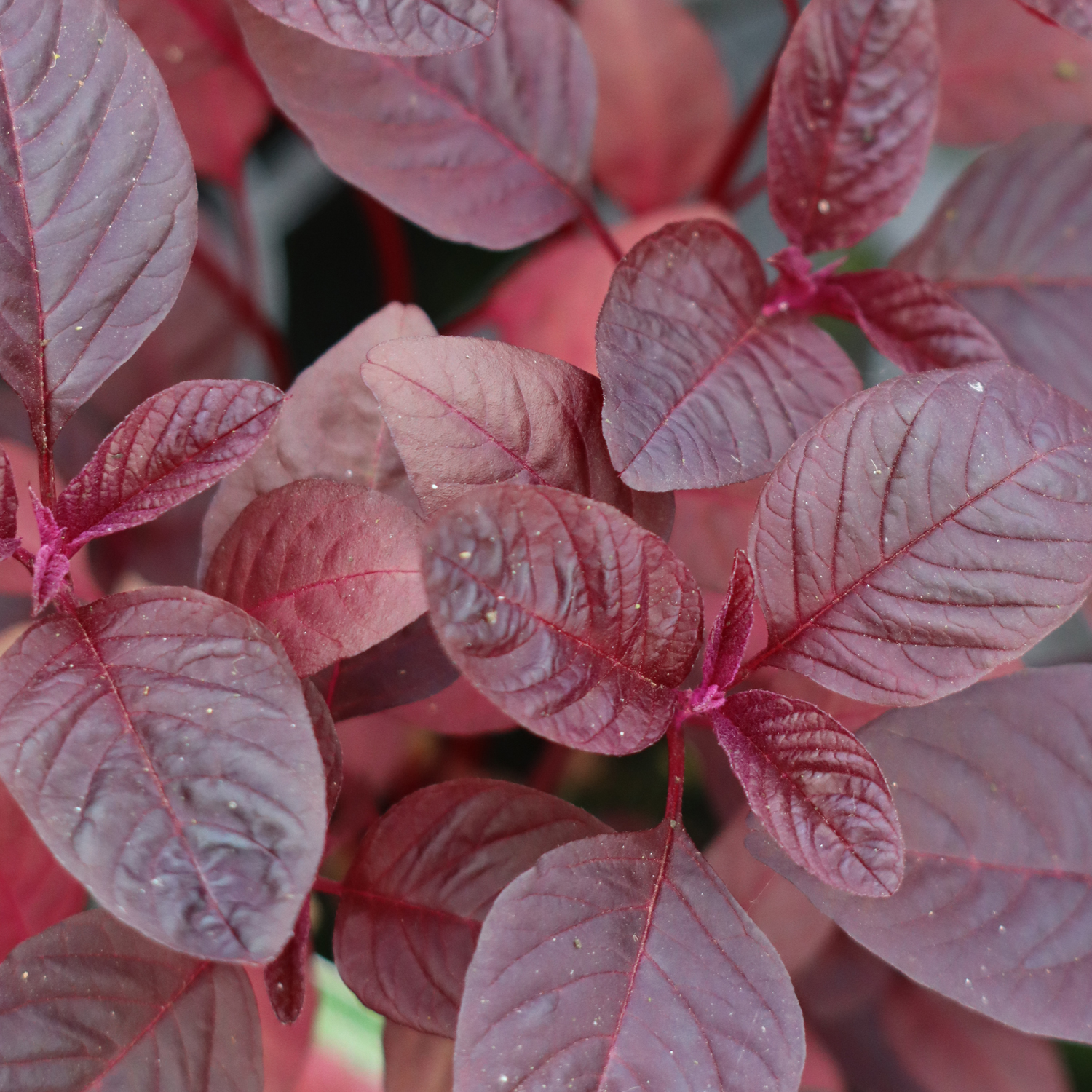 Amaranth Red Army