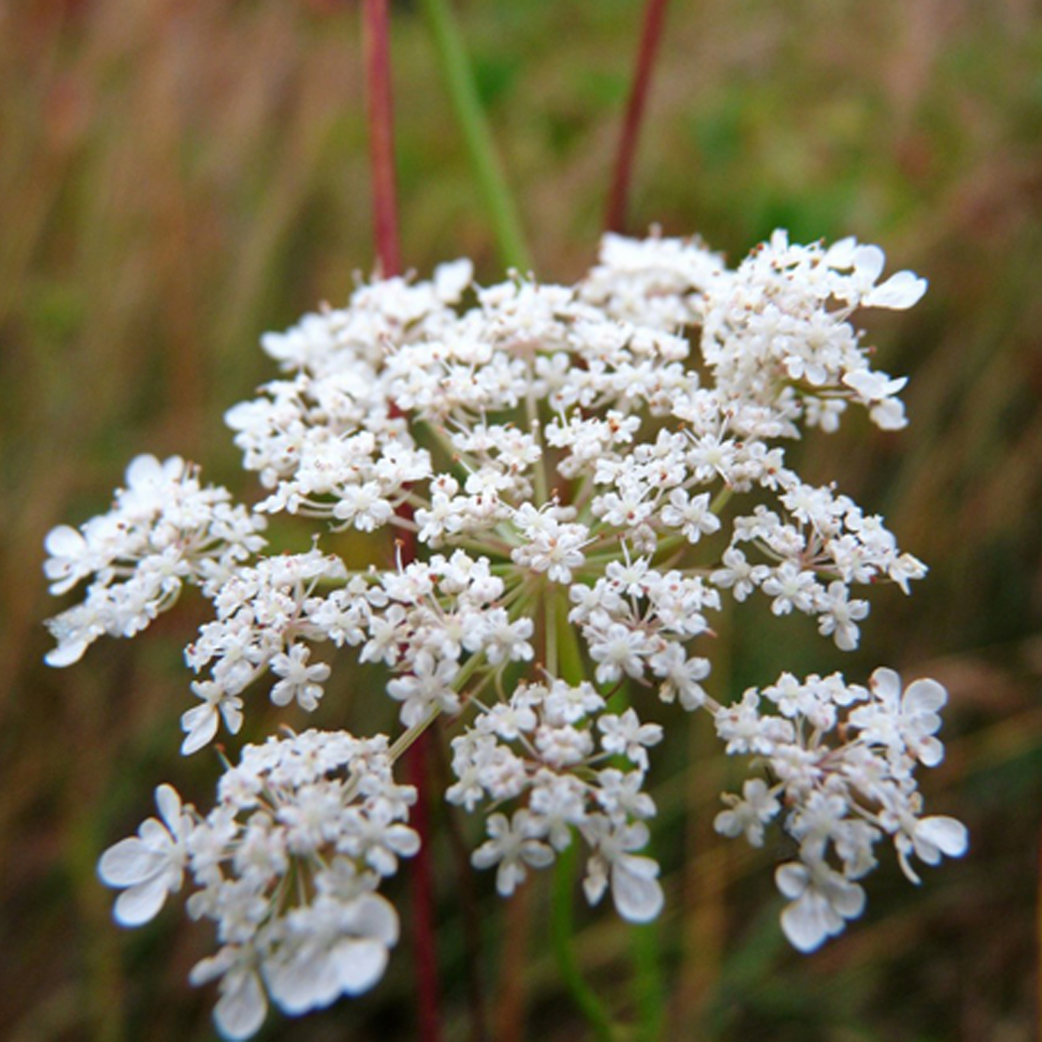 Caraway