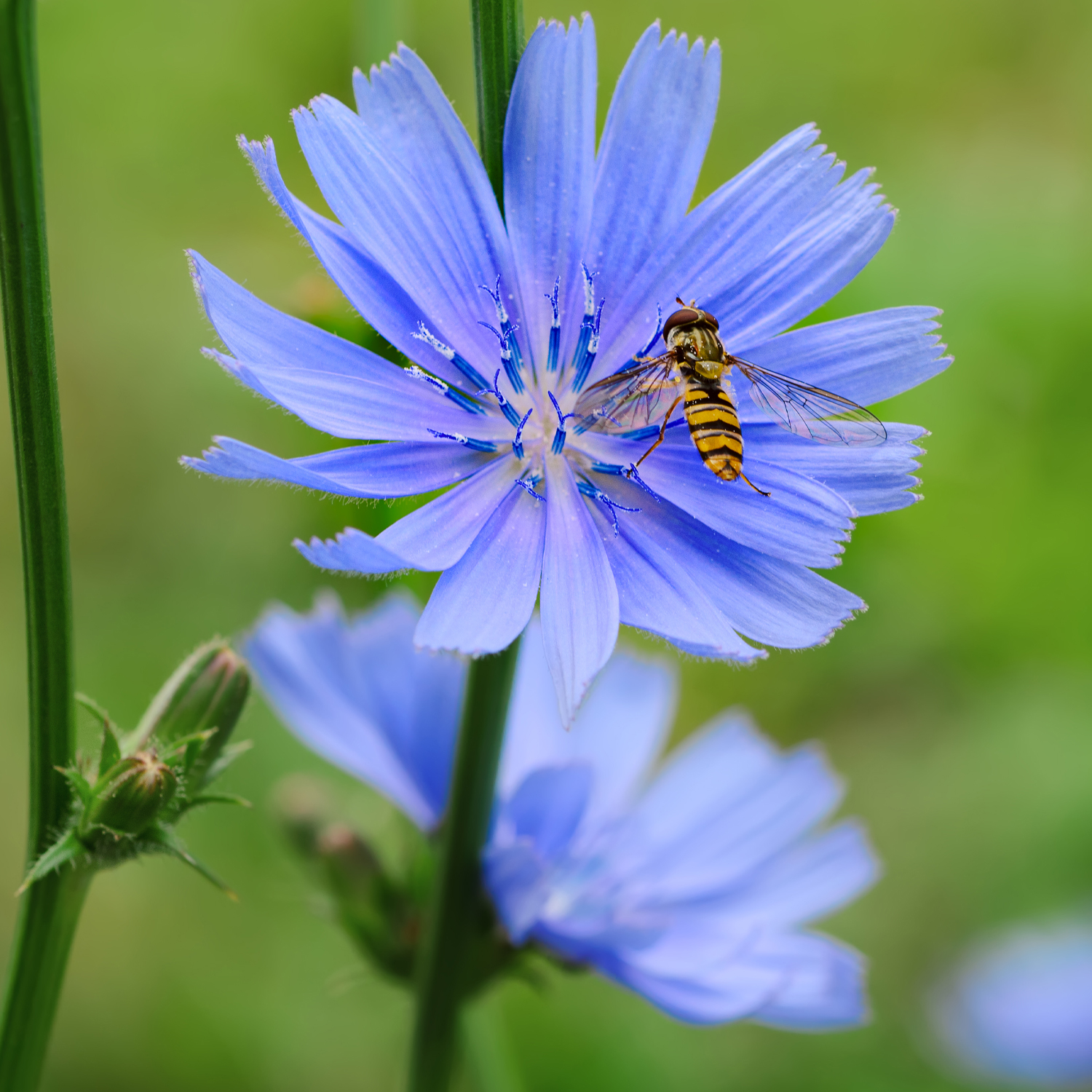 Chicory