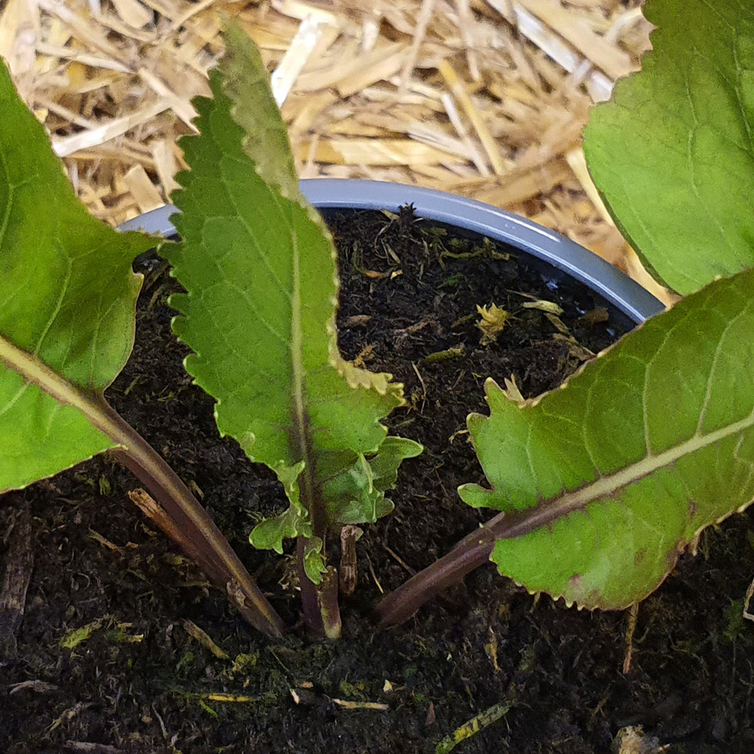 Horseradish