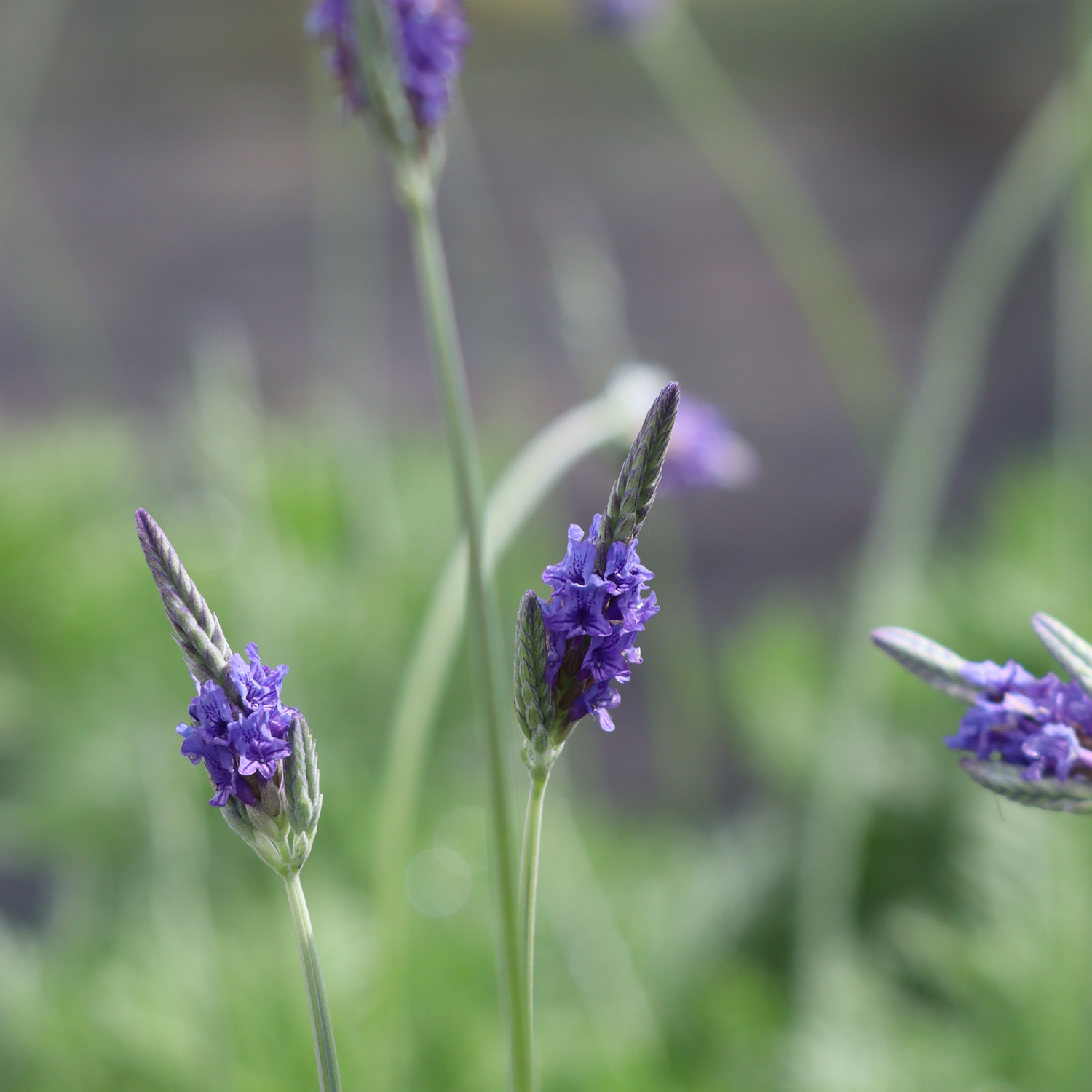 Lavender Pinnata