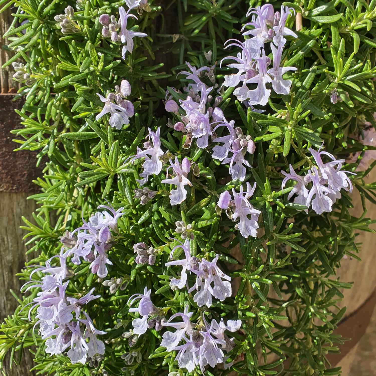 Rosemary Trailing