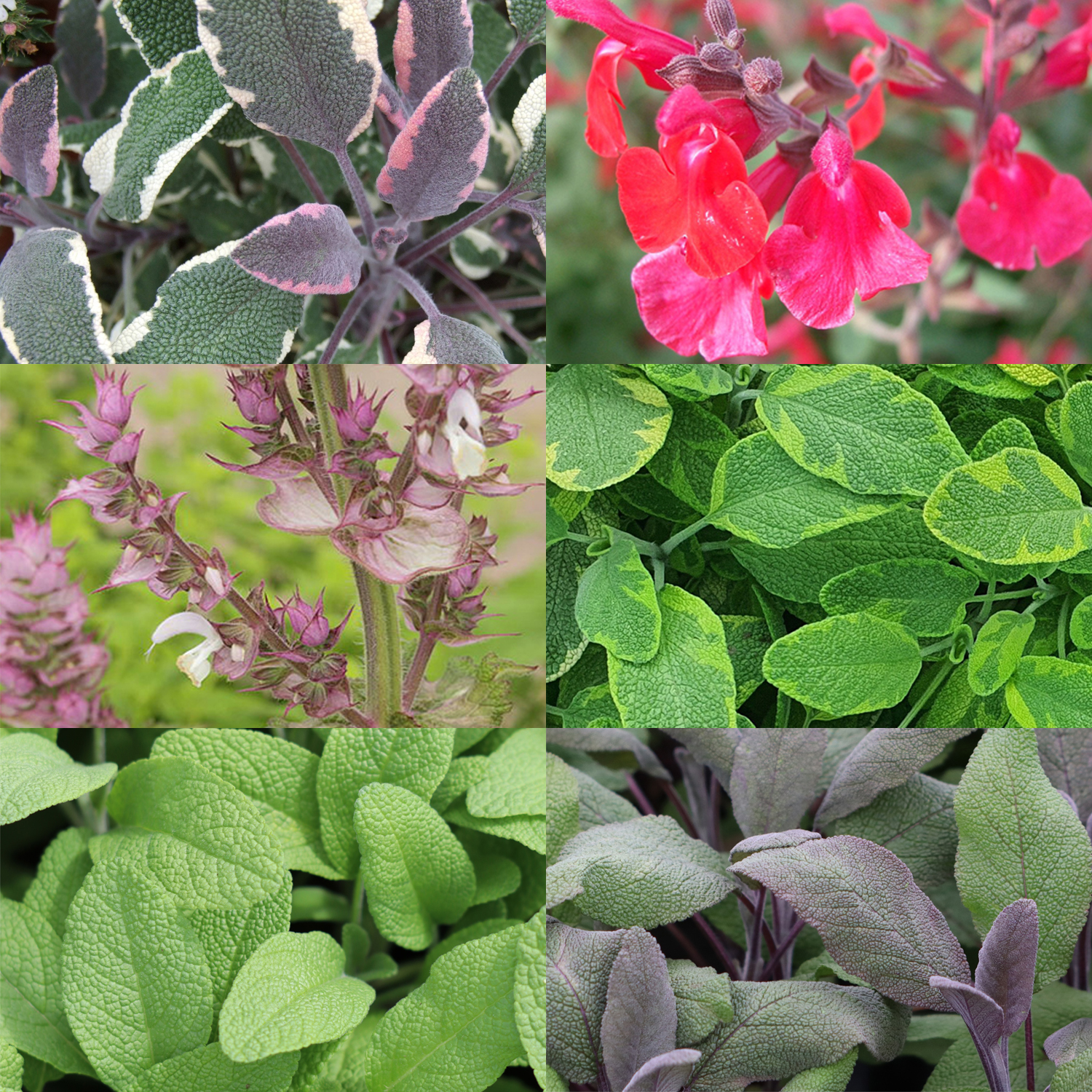 Sage Herb Collection Plant | Buy Fresh Herb Plants | Hetty's Herbs & Plants
