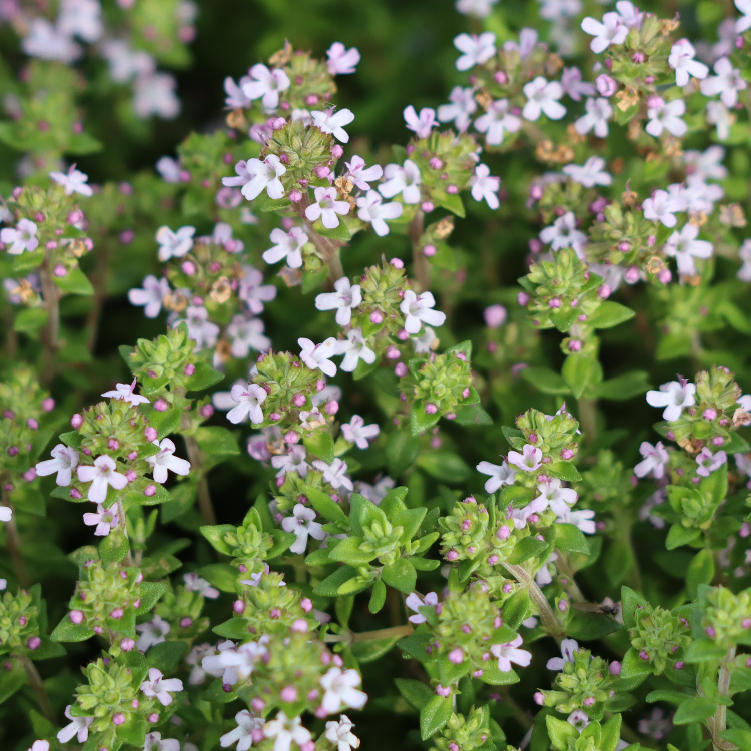 Thyme Common Plant Buy Fresh Herb Plants Hetty s Herbs Plants