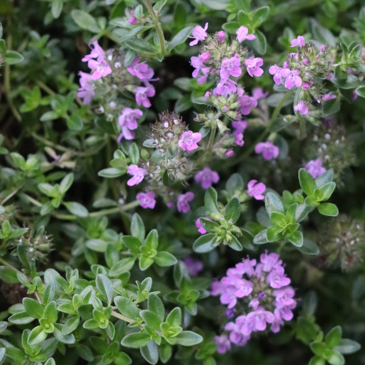 Thyme Creeping Lemon