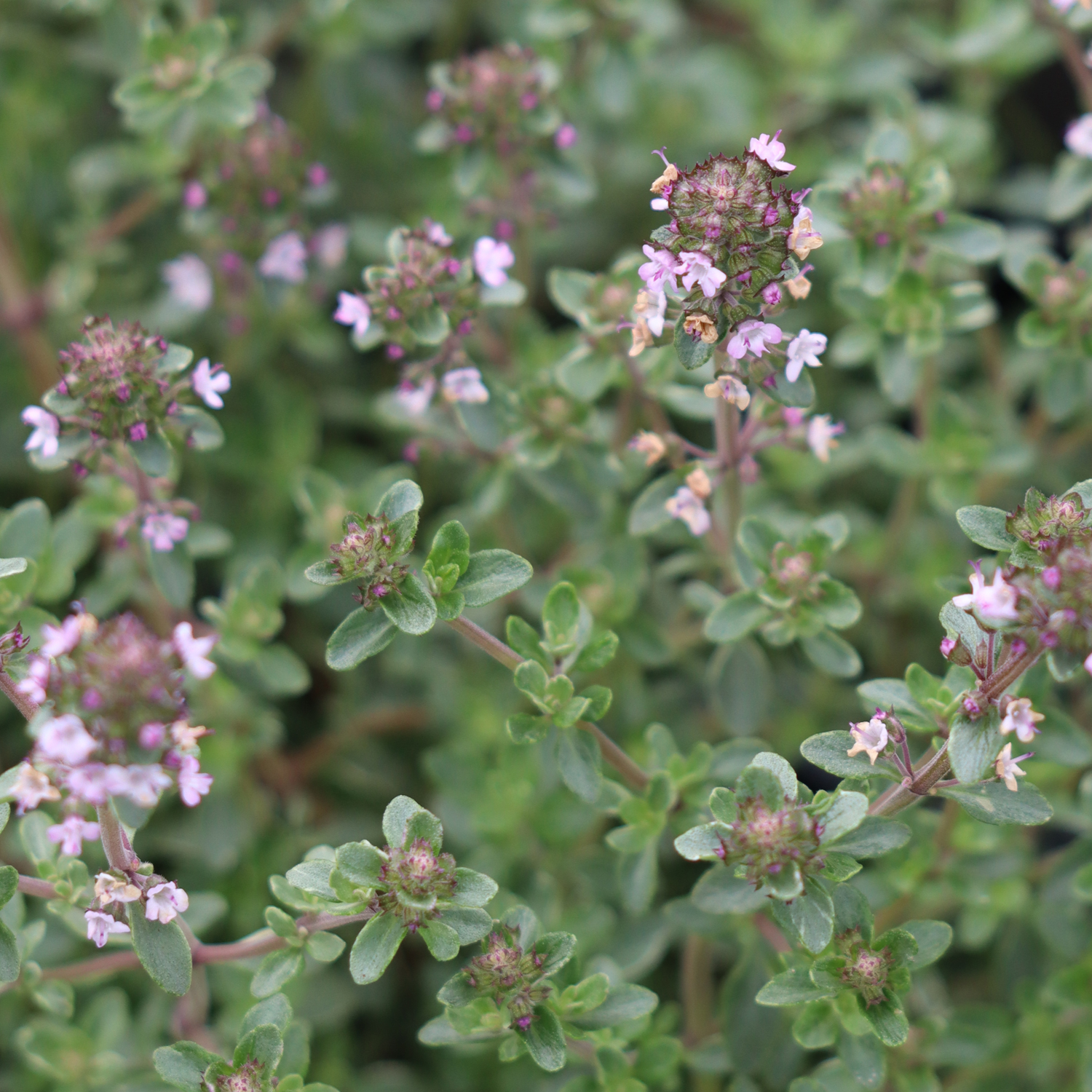 Thyme Silver Posie
