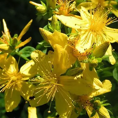 St John's Wort