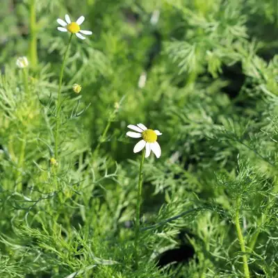 Chamomile  Roman