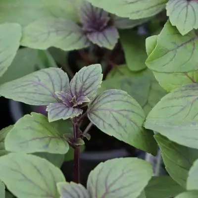 Basil African Blue