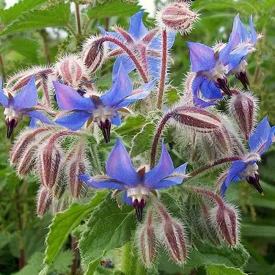 Borage