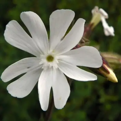 Campion White