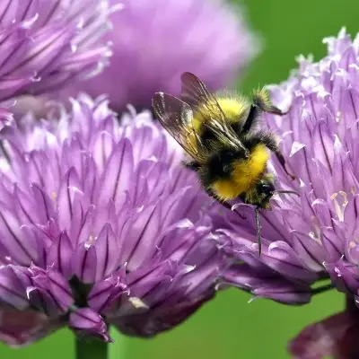 Chives