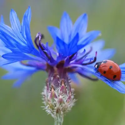 Cornflower