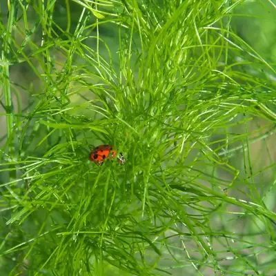 Dill