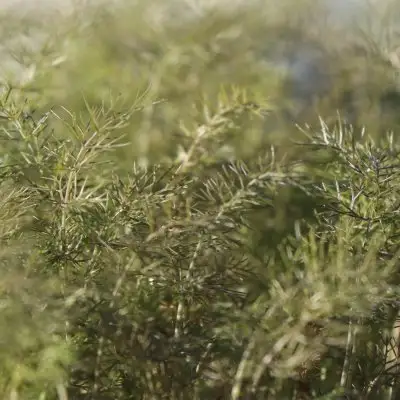 Fennel Bronze