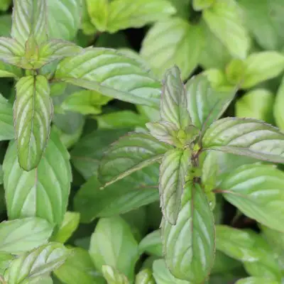 Mint Basil