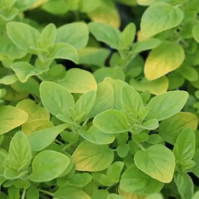 Oregano Golden French