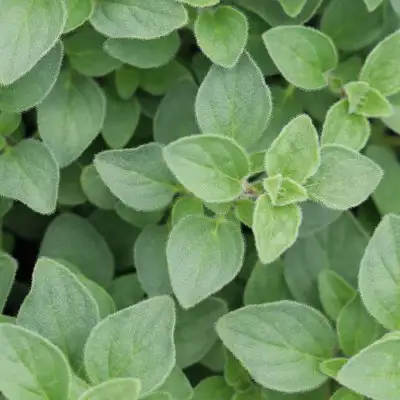 Oregano Hot & Spicy