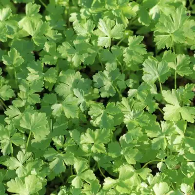 Parsley French