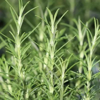 Rosemary Miss Jessop's