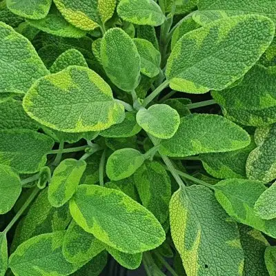 Sage Icterina