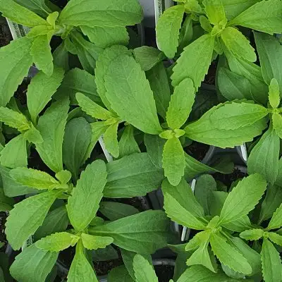 Stevia