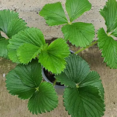 Strawberry Hapil