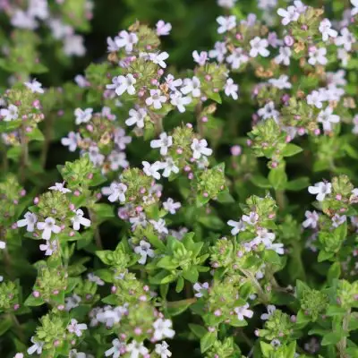 Thyme Common