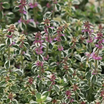 Thyme Foxley