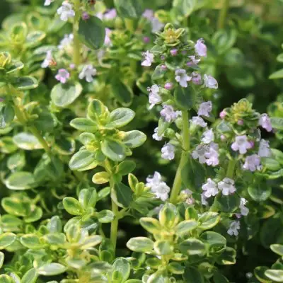 Thyme Lemon Variegated