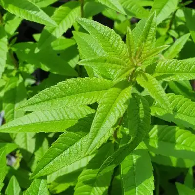 Verbena Lemon
