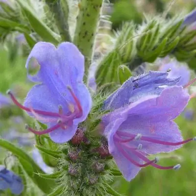 Viper's Bugloss