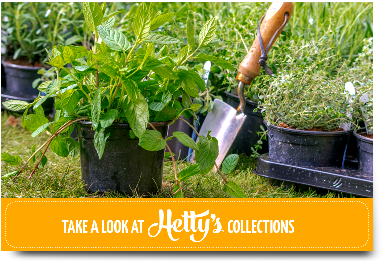 Hetty's Herbs & Plants Buy Herb Plants Online at Hetty's Herbs & Plants