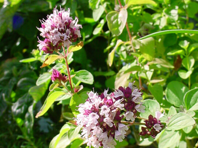 Marjoram Compact – Origanum Vulg. Compactum