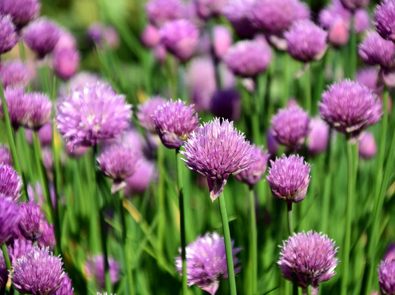 Chives – Allium schoenoprasum