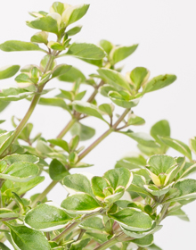 Thyme Plants | Hetty's Herbs & Plants