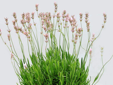 Lavender Rosea – Lavandula angustifolia