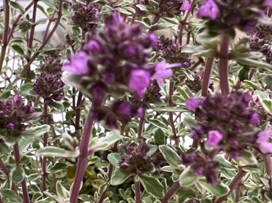 Thyme Silver Posie – Thymus vulgaris Silver Posie