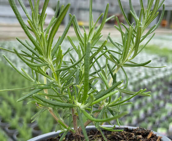 Hetty's Herbs & Plants Rosemary Green Ginger – Rosmarinus officinalis 'Green  Ginger