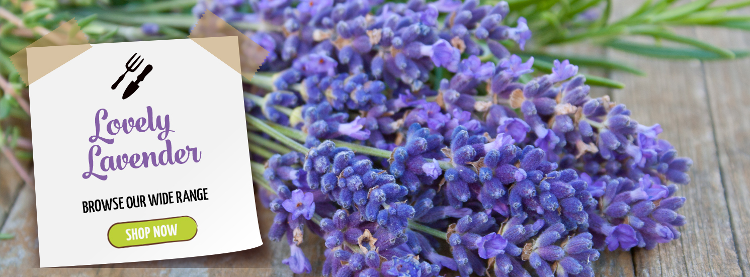 Hetty's Herbs Lovely Lavender