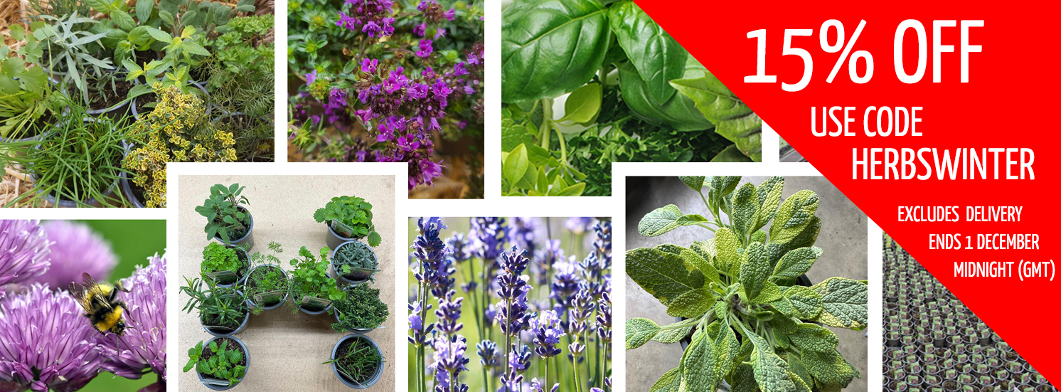 Hetty's Herbs 15% Off Everything Offer use Code HERBSWINTER